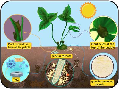 Bulbil initiation: a comprehensive review on resources, development, and utilisation, with emphasis on molecular mechanisms, advanced technologies, and future prospects